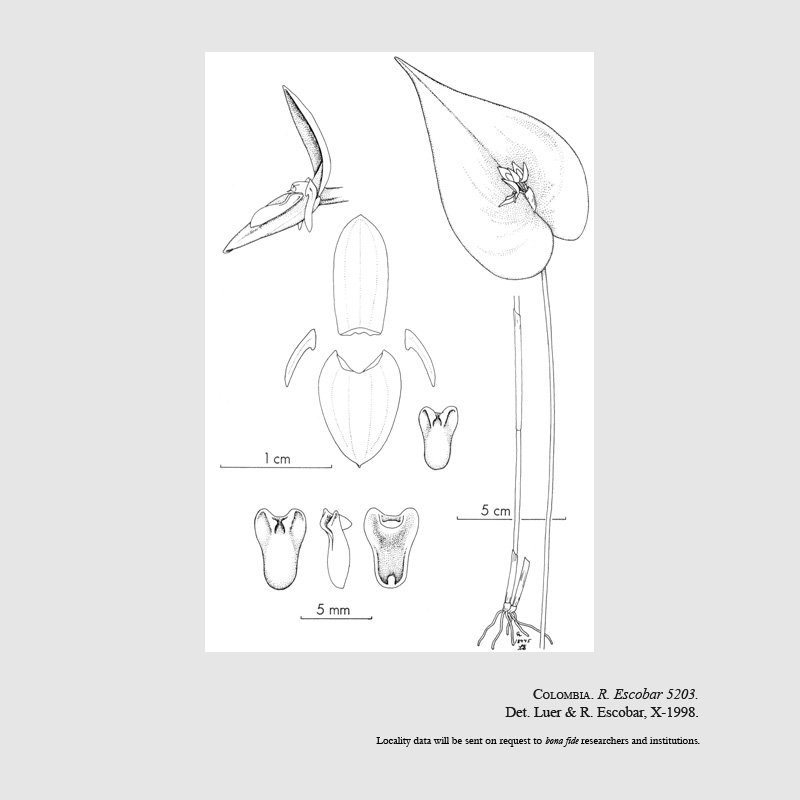 Pleurothallis fossulata